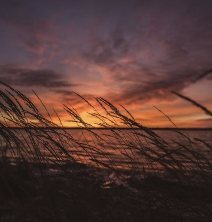 Grass Background